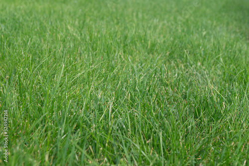 light green grass for background