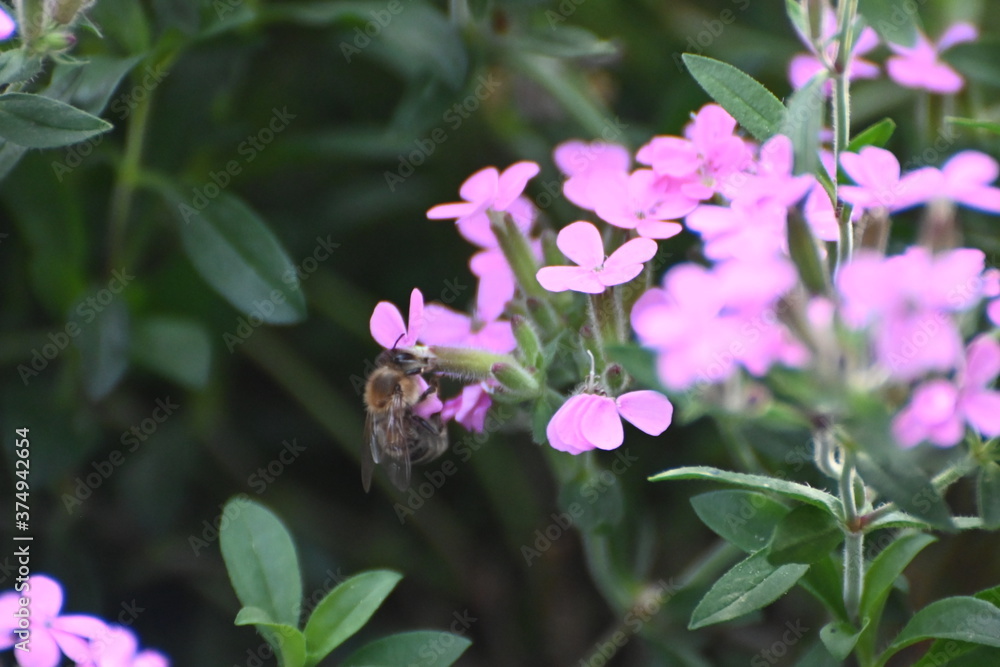 Soapwort (saponaria) with wild bee Soapwort (saponaria) with wild bee