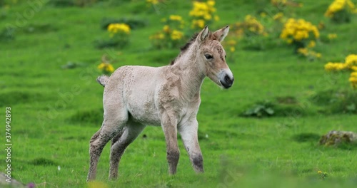 Przewalski's horse foal, Equus ferus przewalskii, close up while walking and going to toilet. photo