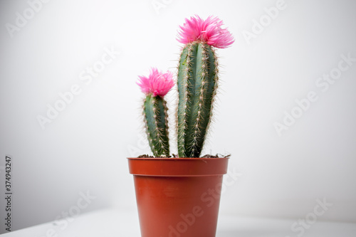 cactus with flower, in a brown pot on a white background. Two small cactus in a pot isolated on white background. Cactus isolated photo