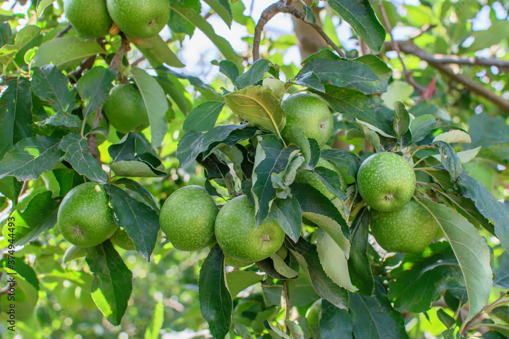 Apple fruit tree with hanging green apples. Gardening, harvesting concept.