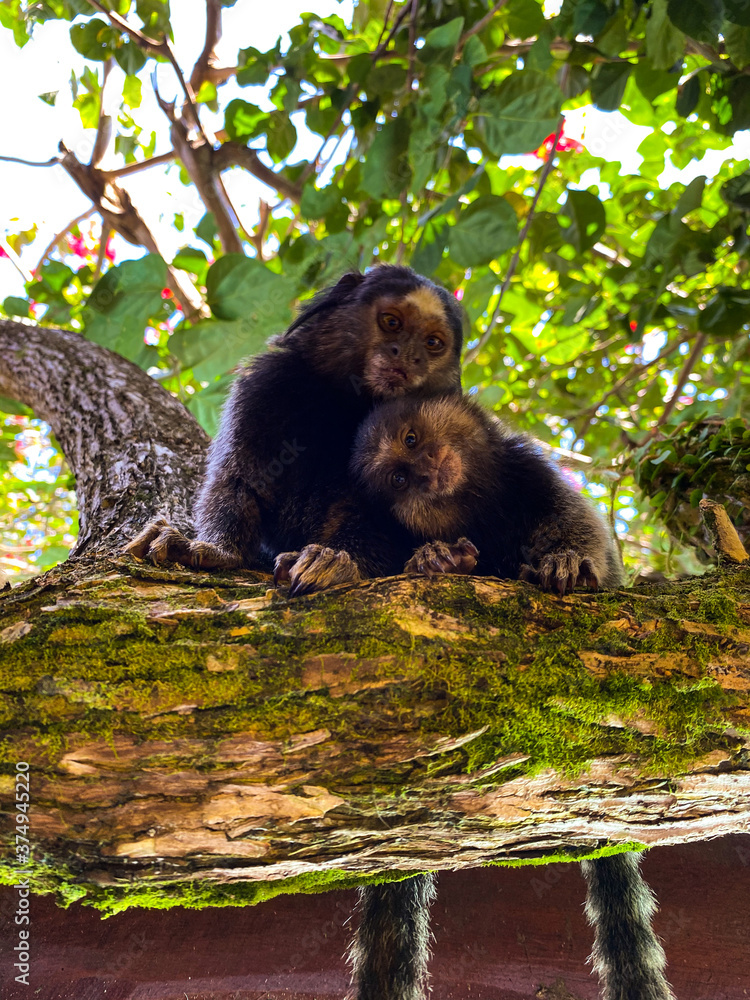 Obraz premium Macaco