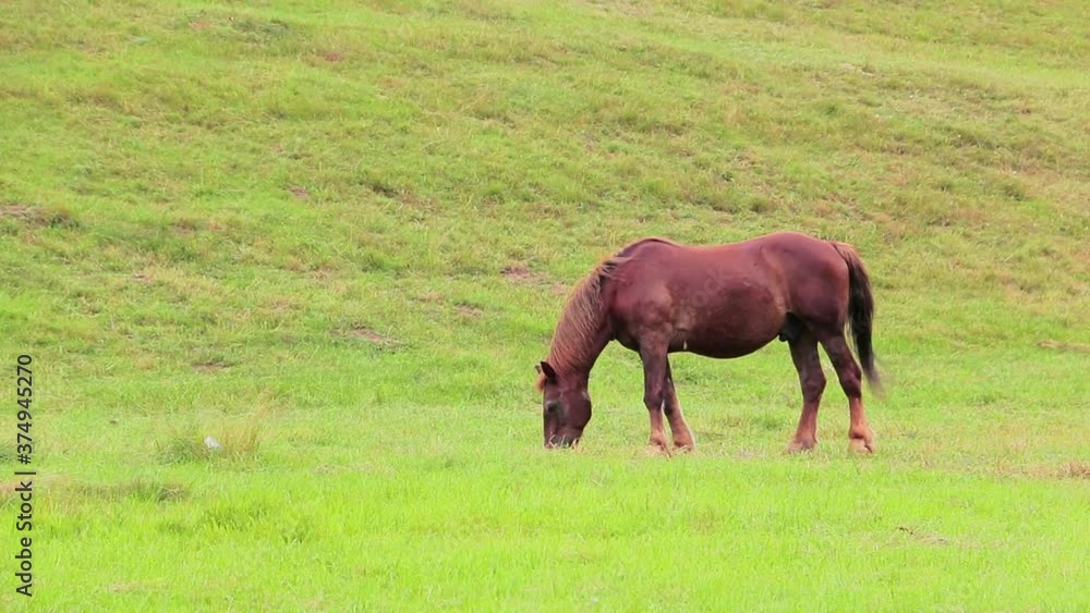 Horse grazing on the mountain pastures Horse grazing on the mountain pastures