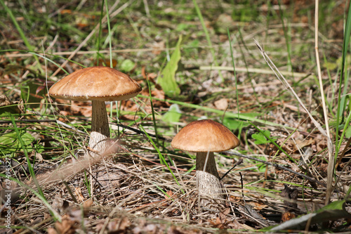 Edible mushroom Brown cap boletus (Leccinum scabrum) with a brown cap among the grass in a summer forest. Harvesting mushroom birch bolete. Close-up.