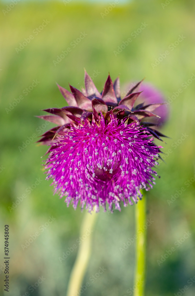 Pink milk thistle flowers, close up. ( Silybum marianum herbal remedy, Saint Mary's Thistle, Marian Scotch thistle, Mary Thistle, Cardus marianus, Mediterranean milk cardus marianus) Pink milk thistle flowers, close up. ( Silybum marianum herbal remedy, Saint Mary's Thistle, Marian Scotch thistle, Mary Thistle, Cardus marianus, Mediterranean milk cardus marianus)