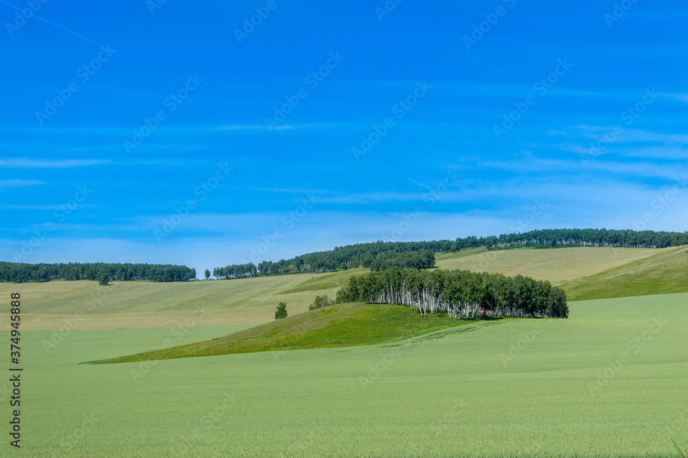 Naklejka premium Beautiful green spring rural landscape with green field. Rural landscape. Spring landscape. Agricultural field in countryside. Beautiful Republic of Khakassia, Russia