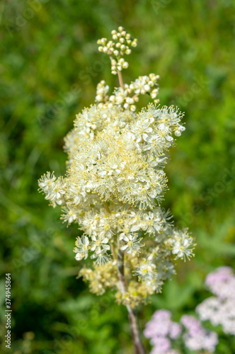 Blossoming meadowsweet (Filipendula) in the meadow in the summer
