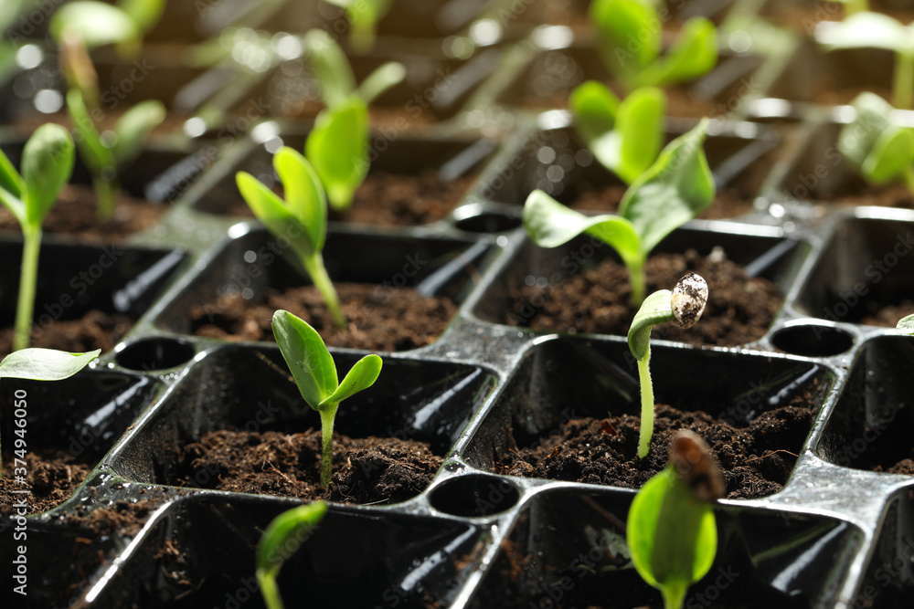 Seedling tray with young vegetable sprouts, closeup Seedling tray with young vegetable sprouts, closeup
