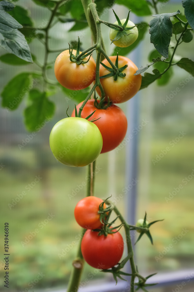 Red and green tomatoes ripen on a Bush in a greenhouse.