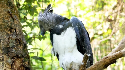 The harpy eagle (Harpia harpyja) is a neotropical species of eagle. It is also called the American harpy eagle to distinguish it from the Papuan eagle photo