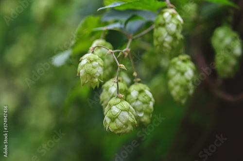 green branches of hops in natural light