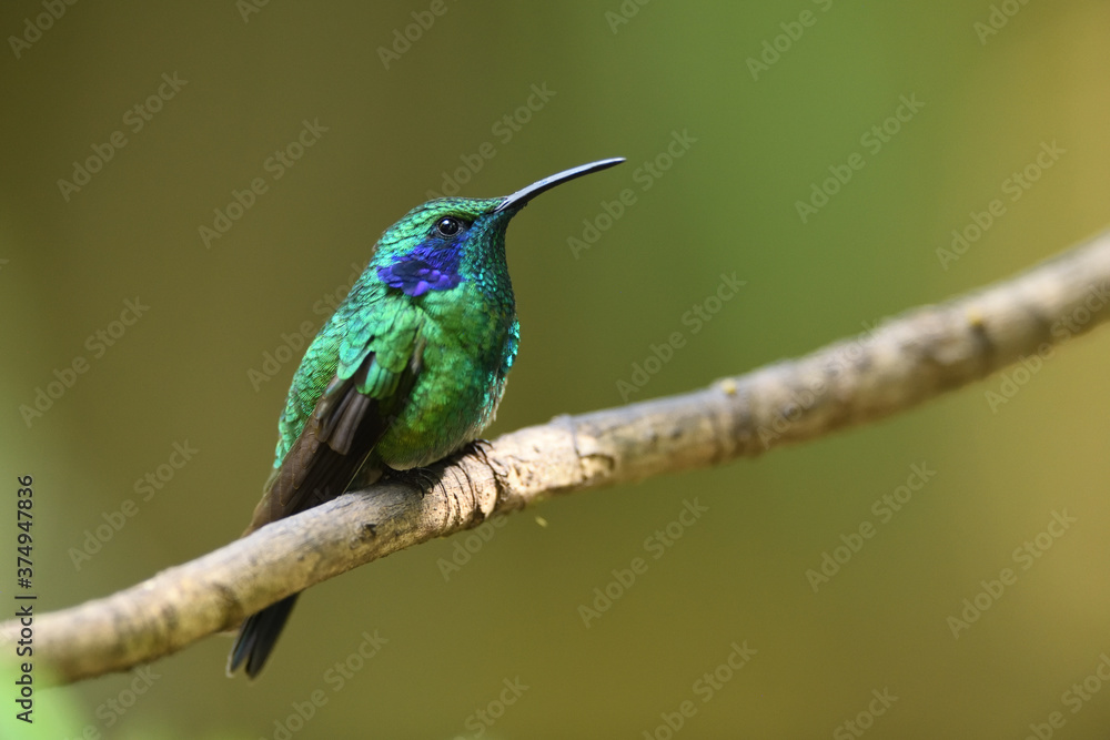 Green violetear is perching on branch Green violetear is perching on branch