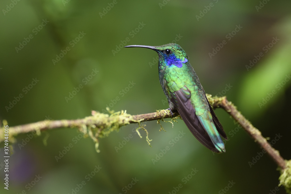 Fototapeta premium Fioletówka zielona przysiadła na gałęzi