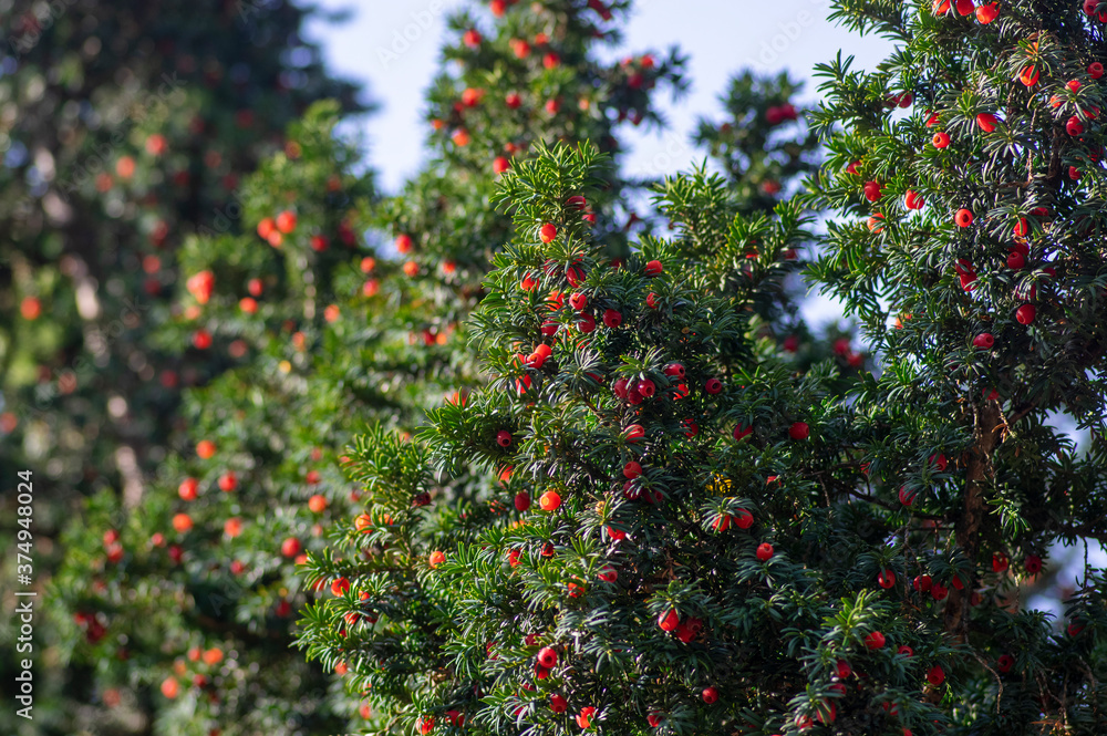 Taxus baccata European yew is conifer shrub with poisonous and bitter red ripened berry fruits Taxus baccata European yew is conifer shrub with poisonous and bitter red ripened berry fruits