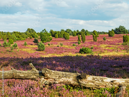 Landschaft in der Lüneburger Heide mit Baumstamm im Vordergrund, Niedersachsen, Deutschland