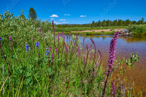 Purple Loosestrife and Payette Penstemon growing along a river bank. photo