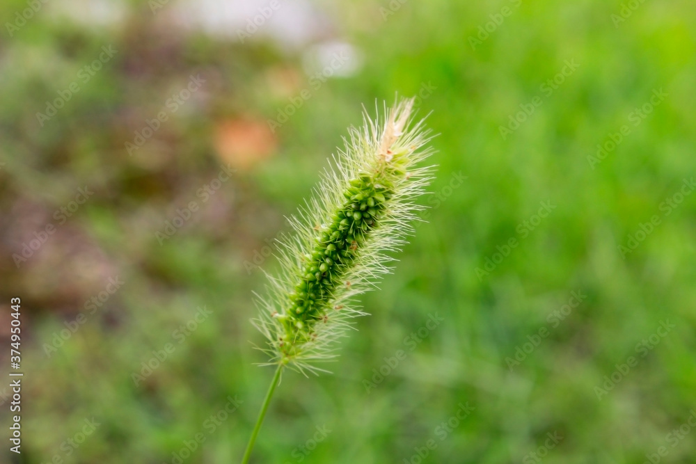 Beautiful texture of bristled grass in the field Beautiful texture of bristled grass in the field