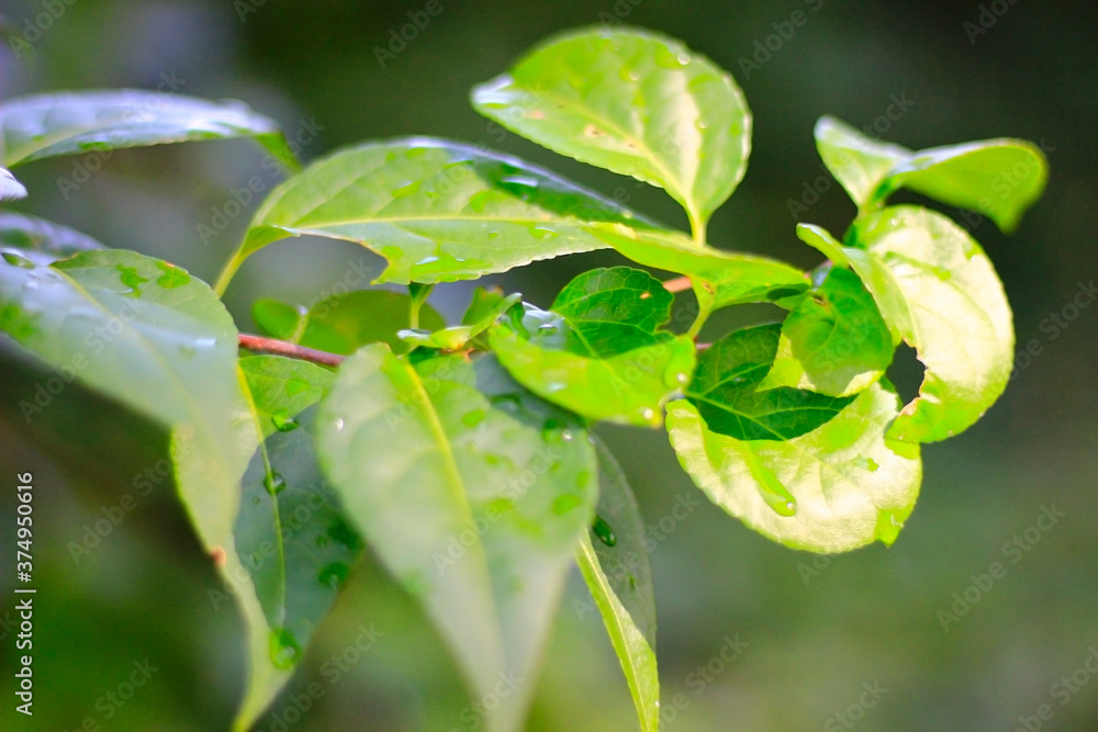 Beautiful background with green leaf in nature Beautiful background with green leaf in nature
