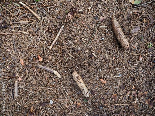 dry summer dry softwood floor with different kinds of wood rust