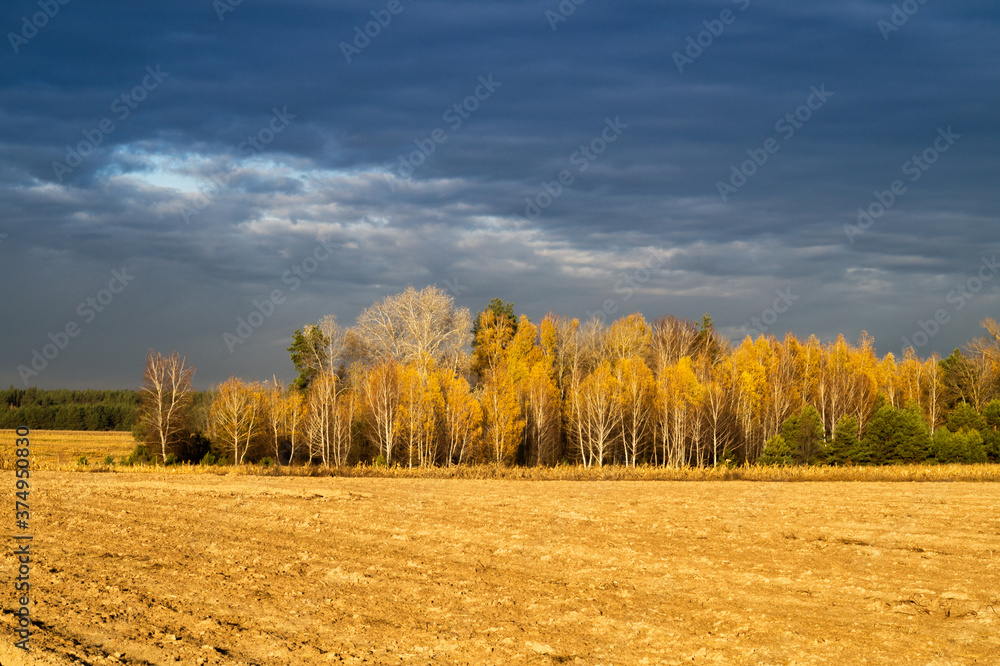 Autumn landscape with yellow trees and harvested field Autumn landscape with yellow trees and harvested field