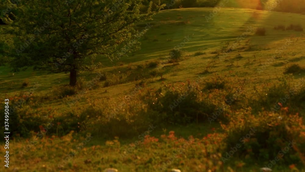 Sunset over the hill details with grass and tree in summer time footage Sunset over the hill details with grass and tree in summer time footage
