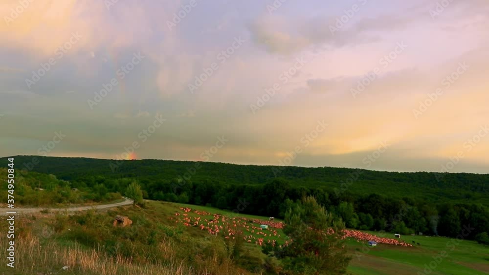 Flock of sheep grazing on the hill in summer time Flock of sheep grazing on the hill in summer time