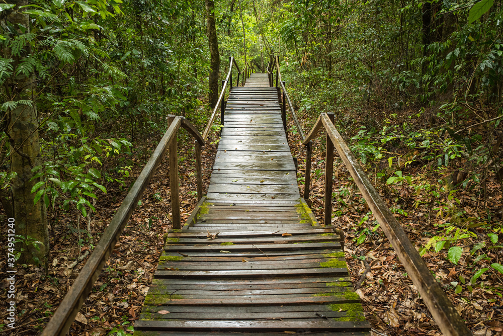 Wooden stairs inside a rainy forest. Wooden stairs inside a rainy forest.