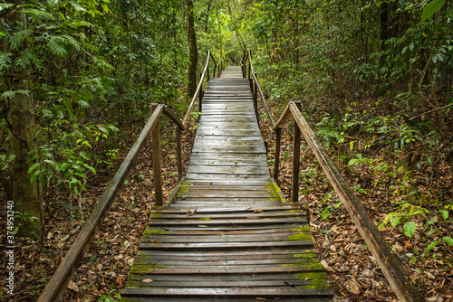 Fototapeta Naklejka Na Ścianę i Meble -  Wooden stairs inside a rainy forest.