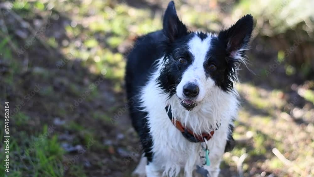 Beautiful boder collie burking while move his tale Beautiful boder collie burking while move his tale
