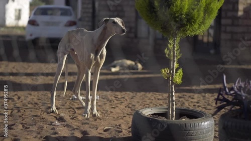 A starved, neglected, skinny old dog tries to chase a fly away by biting at it while in dusty, rundown yard.