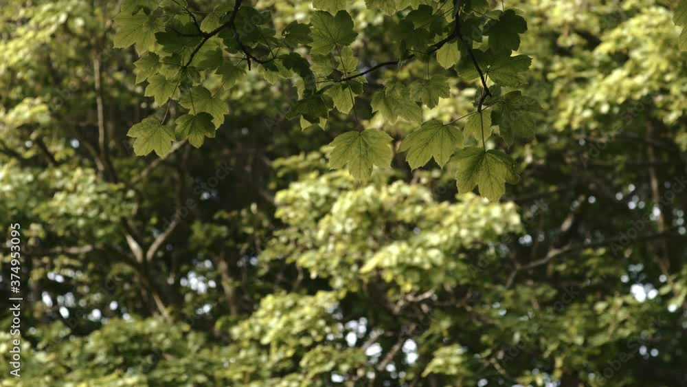 Lush Green Foliage Of A Maple Trees In The Woods Of Northern Ireland During Summer. -wide shot Lush Green Foliage Of A Maple Trees In The Woods Of Northern Ireland During Summer. -wide shot