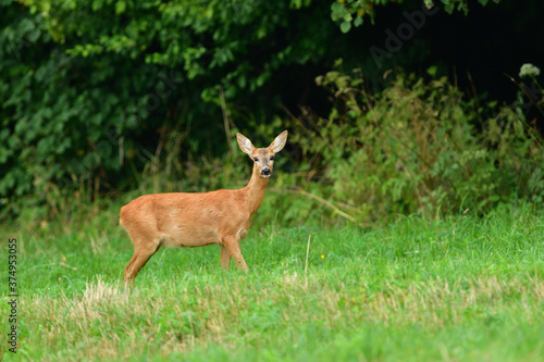 Doe deer walks across the meadow on the pasture © Pavol Klimek