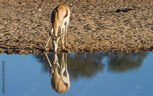 Springbok (Antidorcas marsupialis) drinking at a waterhole with his reflection in the Kalahari, South Africa photo