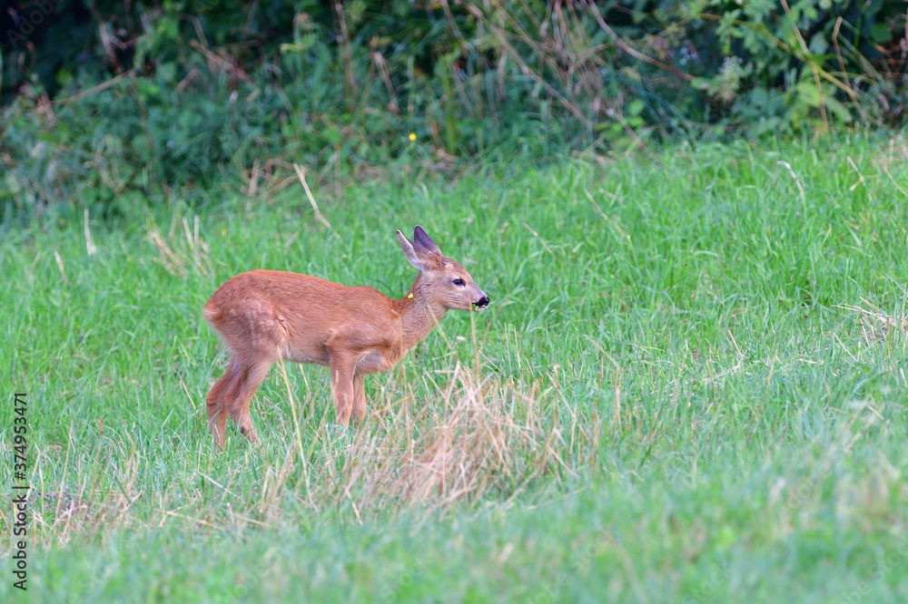 Doe deer walks across the meadow on the pasture Doe deer walks across the meadow on the pasture