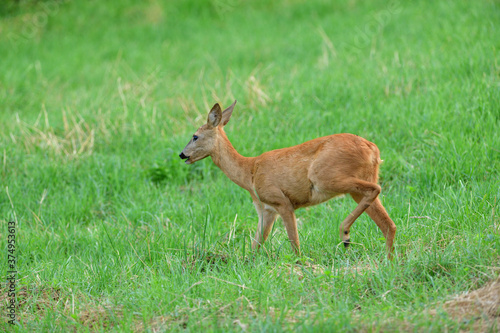 Doe deer walks across the meadow on the pasture