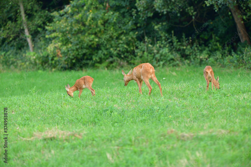 Mom doe with two young fawn grazes on the grass at sunset Mom doe with two young fawn grazes on the grass at sunset