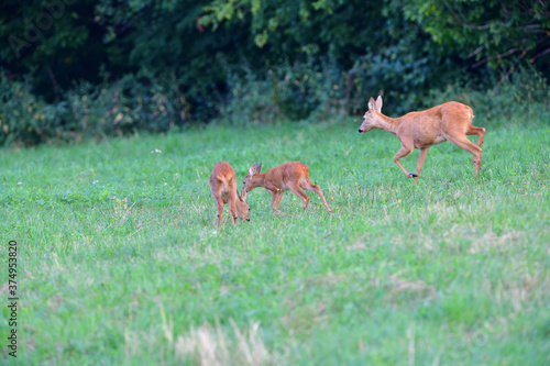 Mom doe with two young fawn grazes on the grass at sunset