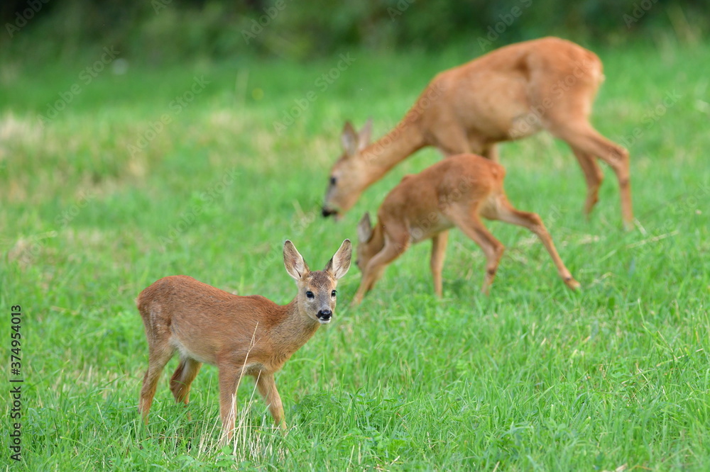 Mom doe with two young fawn grazes on the grass at sunset