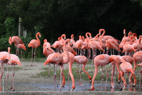 Pink Flamingos in national park