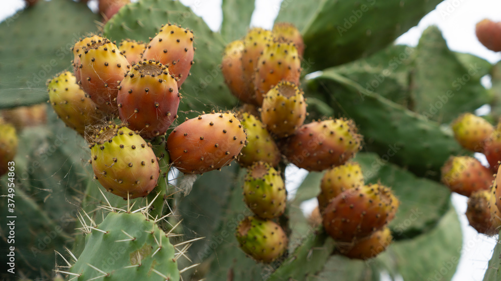 Prickly pear fruit in Sicily Prickly pear fruit in Sicily