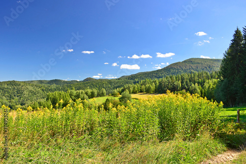 Sunny summer mountains landscape with yellow blooming flowers of solidago virgaurea(european goldenrod or woundwort). Beautiful view of mountains, meadows and woods, Beskid Sadecki, Poland
