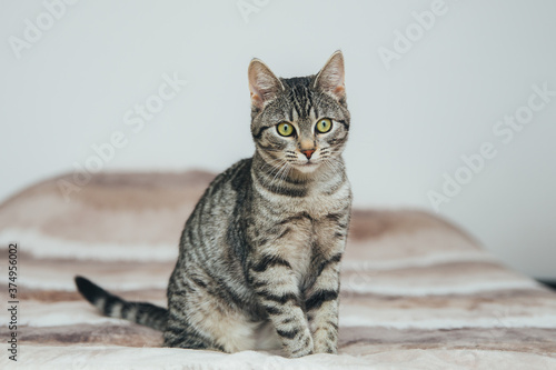 Obraz na plátně Beautiful tabby cat posing for the camera