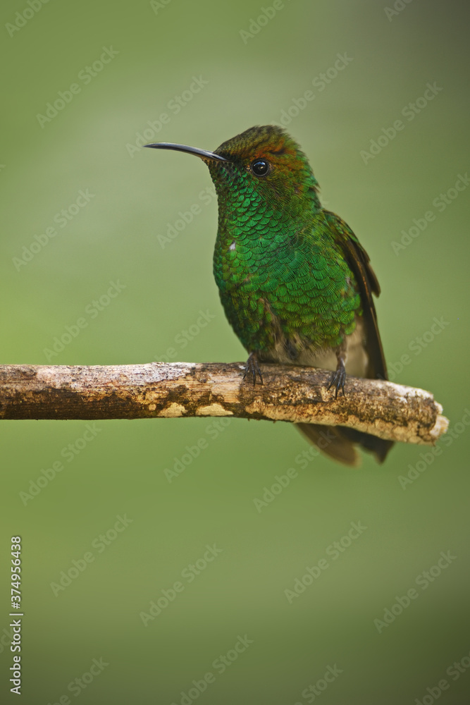 Obraz premium Szmaragd z miedzianą głową przysiadł na gałęzi