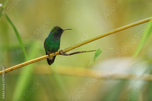 Coppery headed emerald  is perching on branch photo