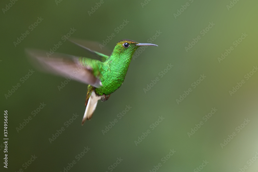 Fototapeta premium Coppery headed emerald is flying