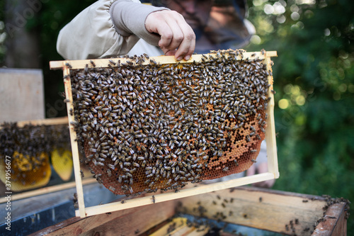 Unrecognizable man beekeeper holding honeycomb frame full of bees in apiary.