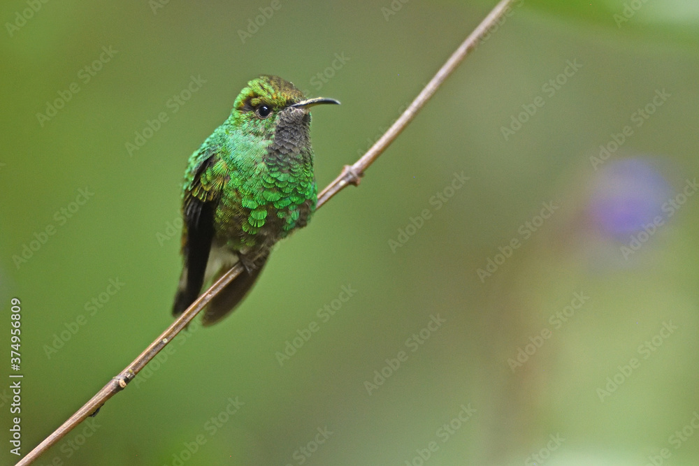 Fototapeta premium Szmaragd z miedzianą głową przysiadł na gałęzi