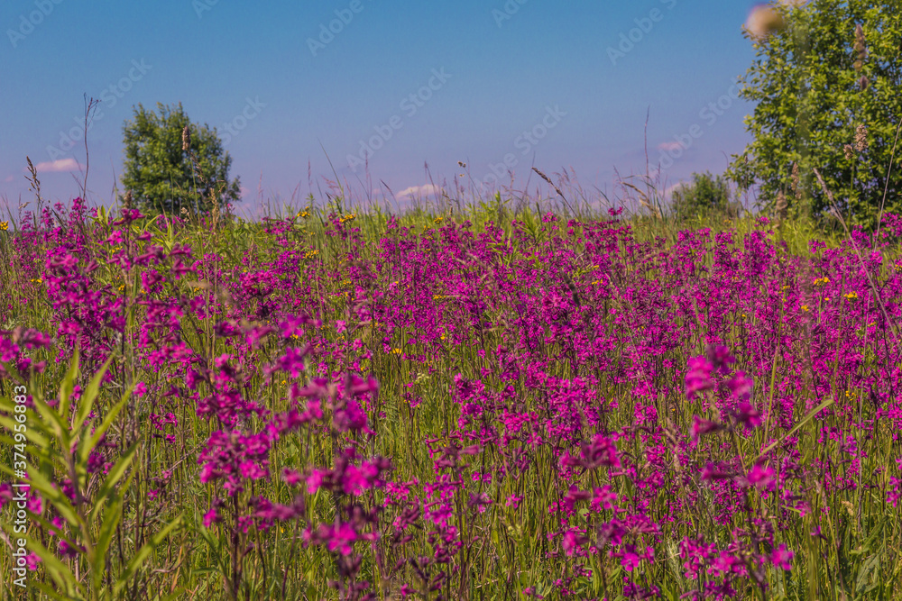 Obraz premium field of flowers