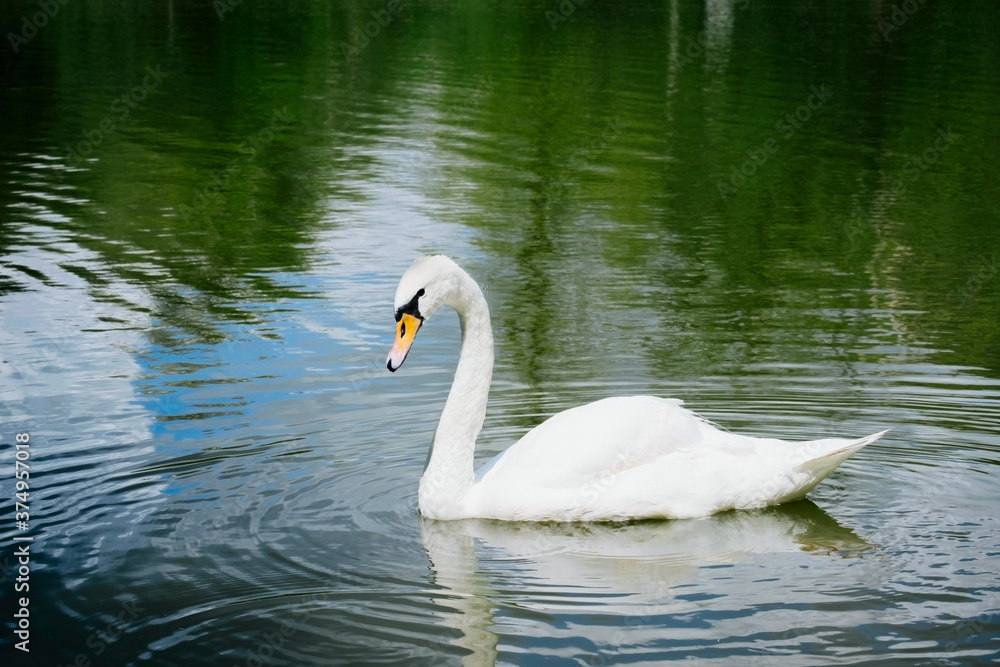 portrait of beautiful white swan swimming on a lake portrait of beautiful white swan swimming on a lake