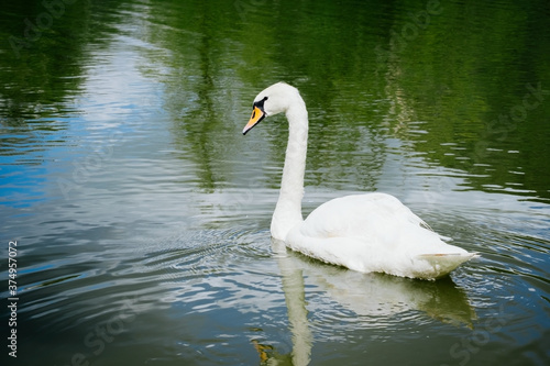 portrait of beautiful white swan swimming on a lake